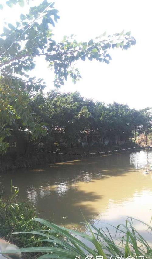广东街头惊现走地鱼,广东街头惊现走地鱼视频